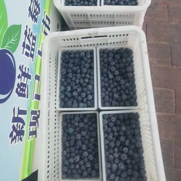 【优选】精品蓝莓，大量上市，产地一手货源，保质保量全国发