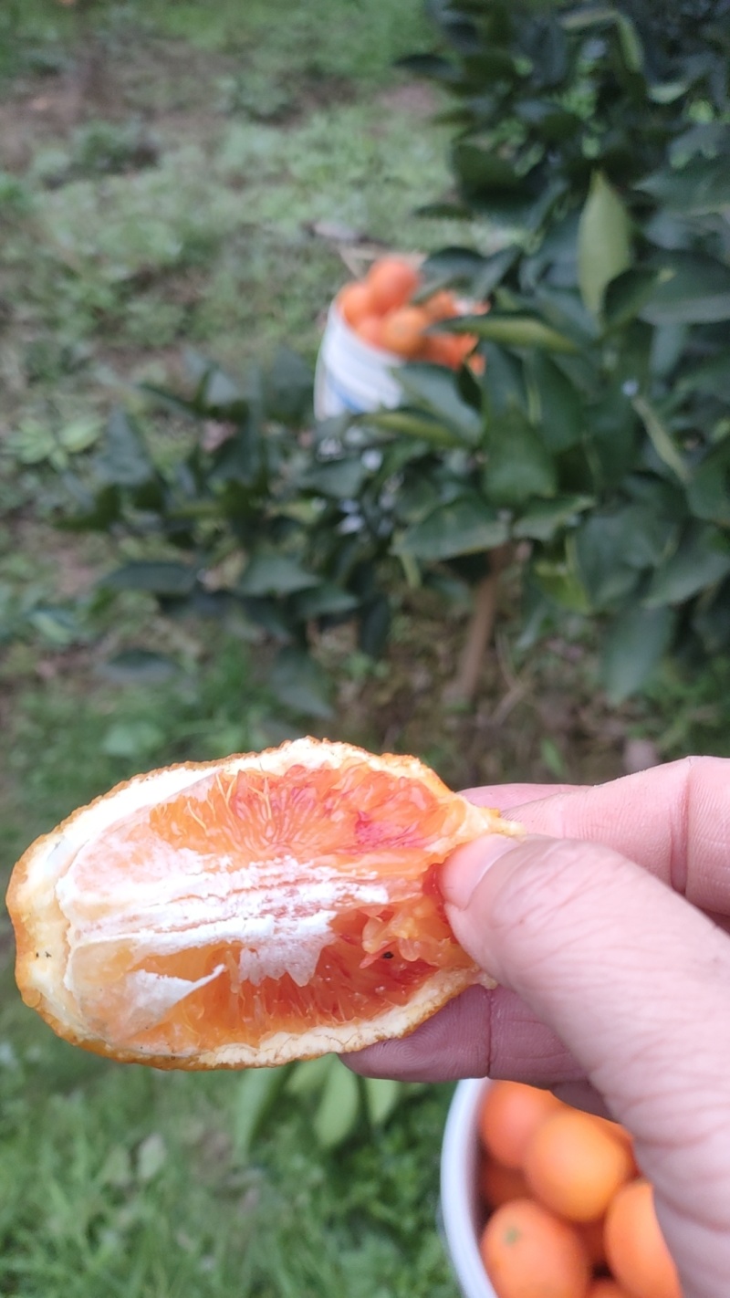 正宗长寿湖塔罗科血脐，产地直销，质量保证，欢迎大家订购！