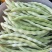 诸城市贾悦镇精品芸豆大量上市，欢迎广大采购商前来采购