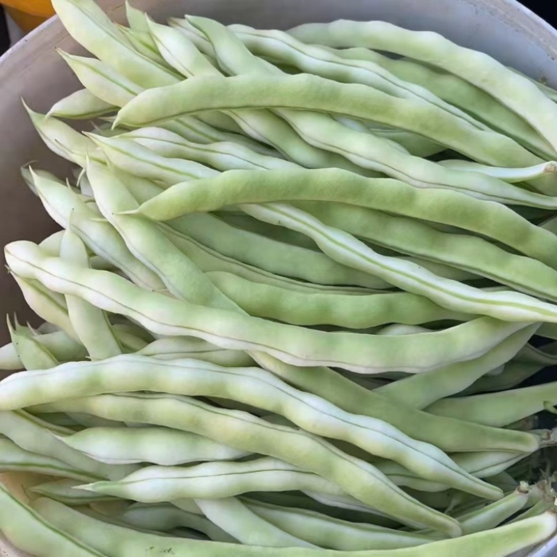 诸城市贾悦镇精品芸豆大量上市，欢迎广大采购商前来采购