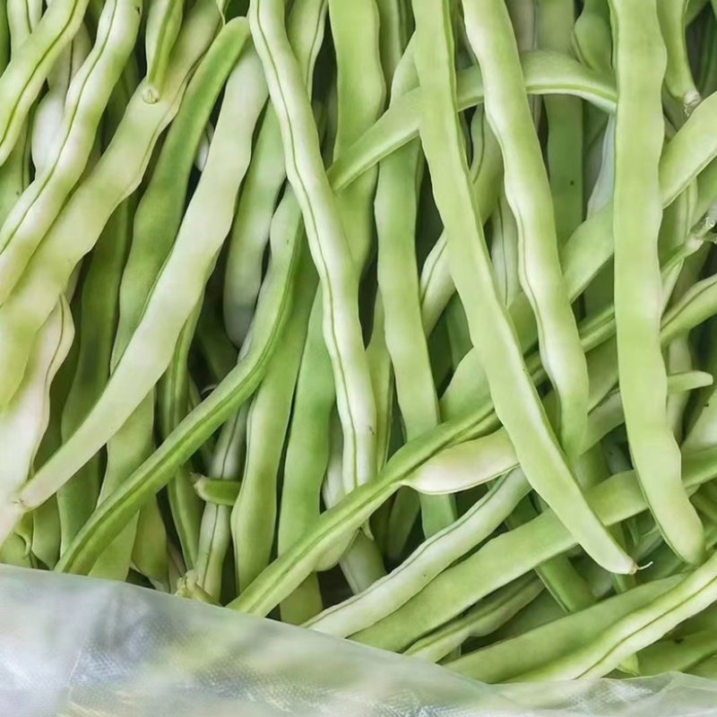 诸城市贾悦镇精品芸豆大量上市，欢迎广大采购商前来采购