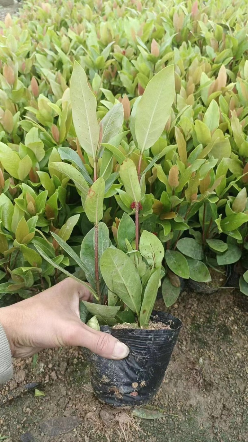 黄花/红花大叶/小叶龙船花基地直销
