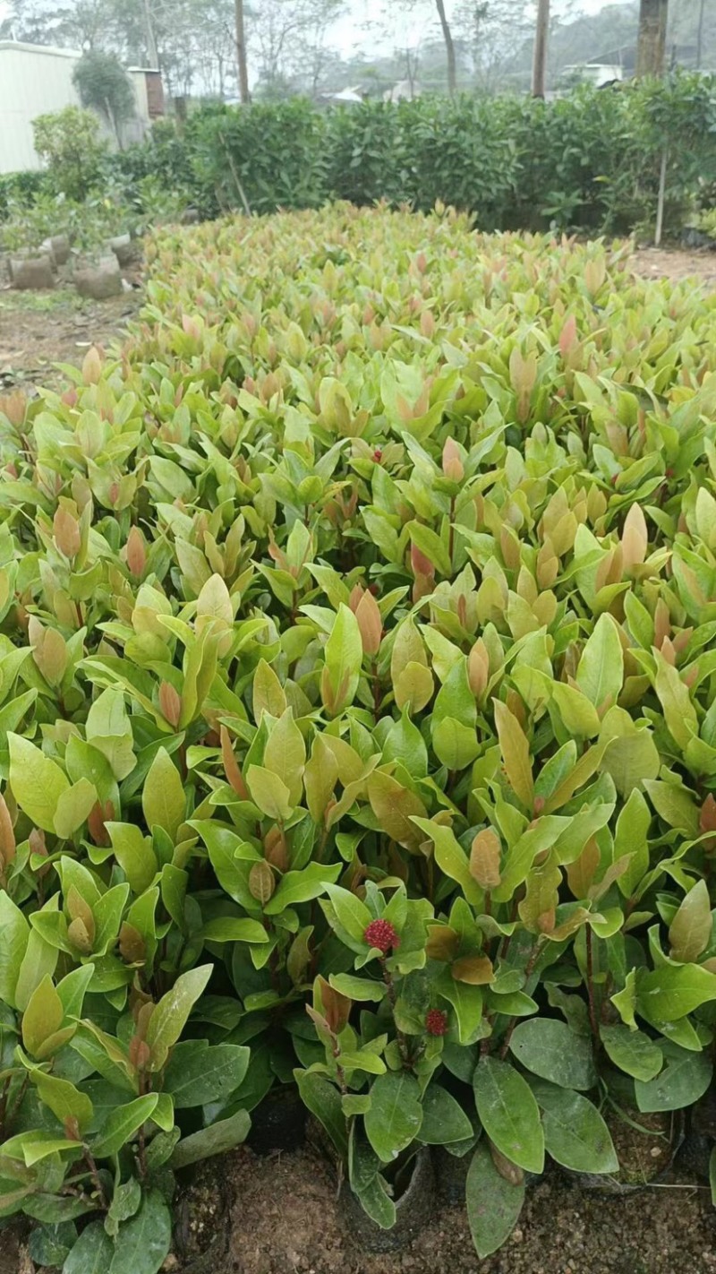 黄花/红花大叶/小叶龙船花基地直销