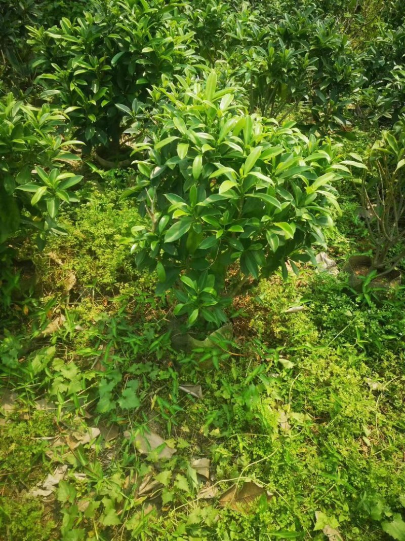 非洲茉莉基地直销规格各种