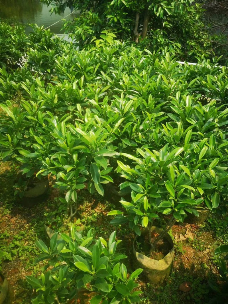 非洲茉莉基地直销规格各种