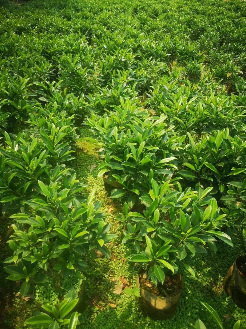 非洲茉莉基地直销规格各种