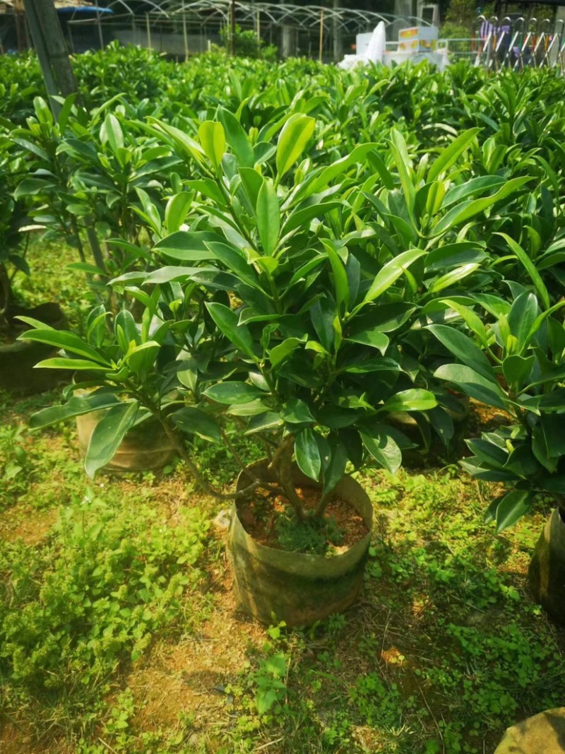非洲茉莉基地直销规格各种
