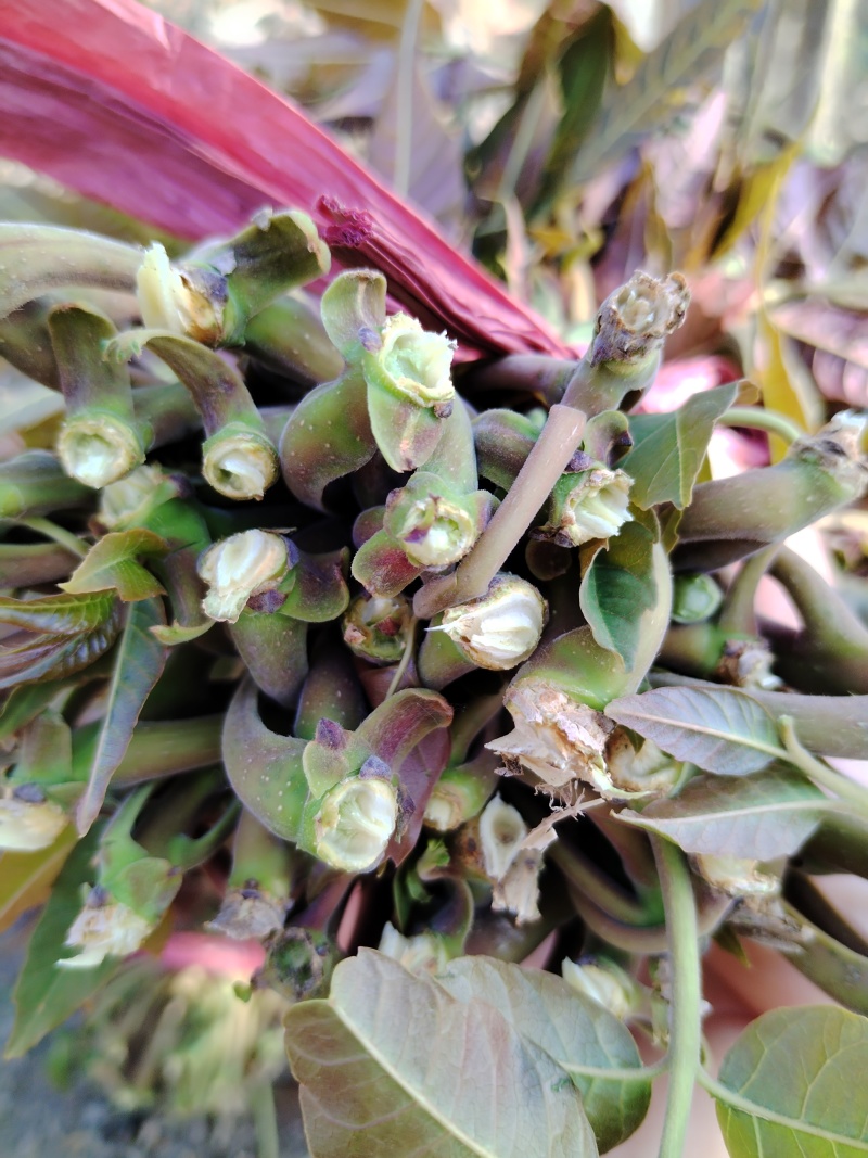 香椿芽便宜了，欢近来订购