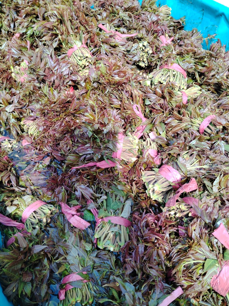 香椿芽便宜了，欢近来订购