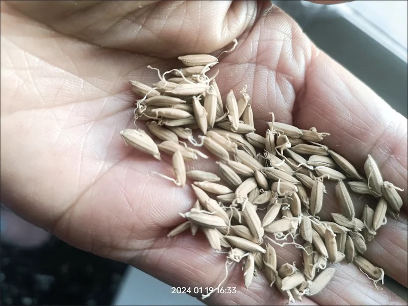 稻芽生稻芽保庆药业批发炒稻芽实拍