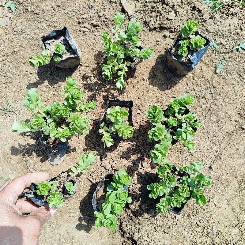 德国景天杯苗，各种景天植物，坤盛苗木基地批发