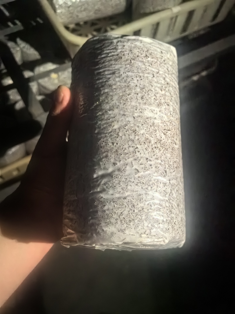 灵芝菌种灵芝菌包鹿茸芝菌棒灵芝菌棒辅料全高质量源头厂家