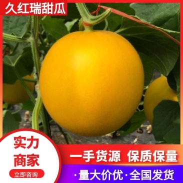 【推荐】久红瑞甜瓜一手货源供应市场商超电商