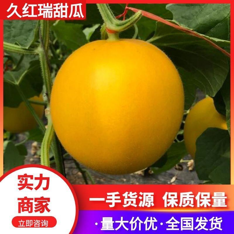【推荐】久红瑞甜瓜一手货源供应市场商超电商