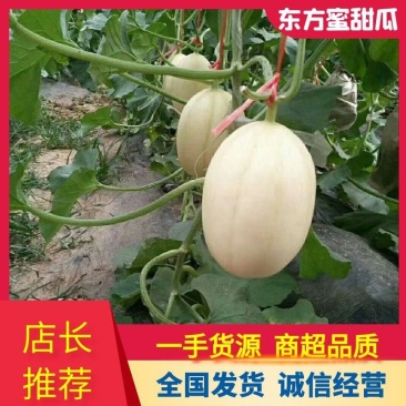 【推荐】东方蜜甜瓜脆甜产地直发一手货源供应市场商超电商