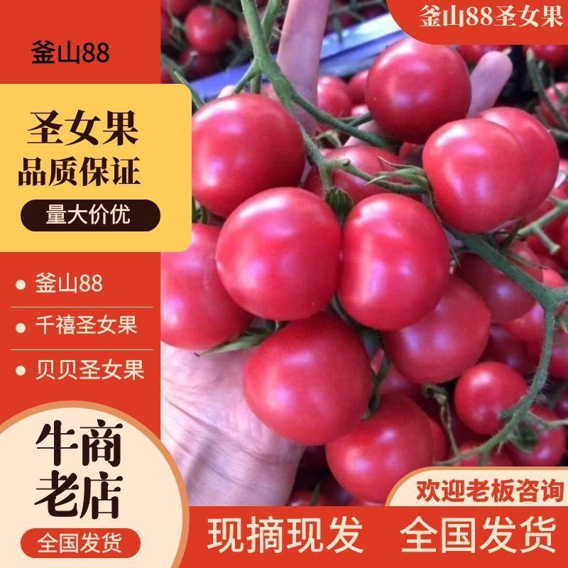 【推荐】千禧圣女果一手货源诚信经营供应市场商超