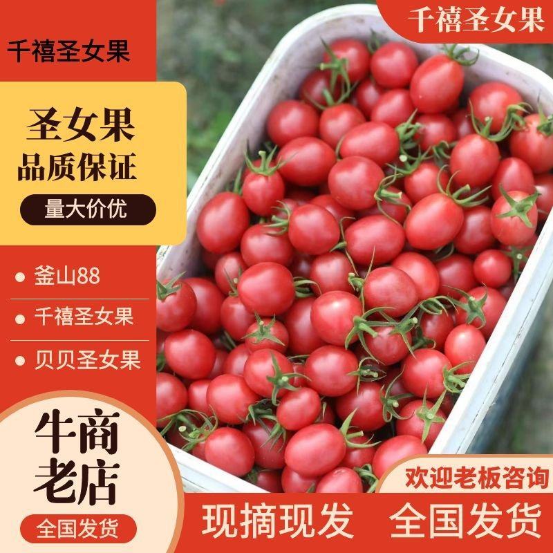 【推荐】千禧圣女果，千禧T七圣女果，千禧六号圣女果
