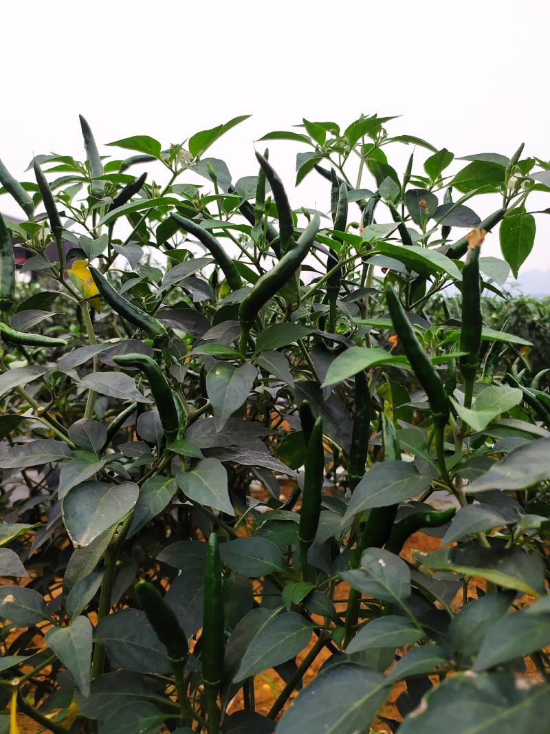指天椒5~10厘米青红两用