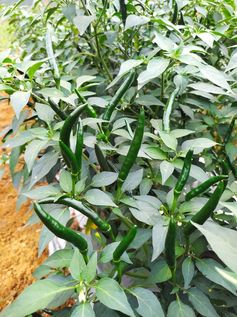 指天椒5~10厘米青红两用