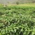 指天椒5~10厘米青红两用