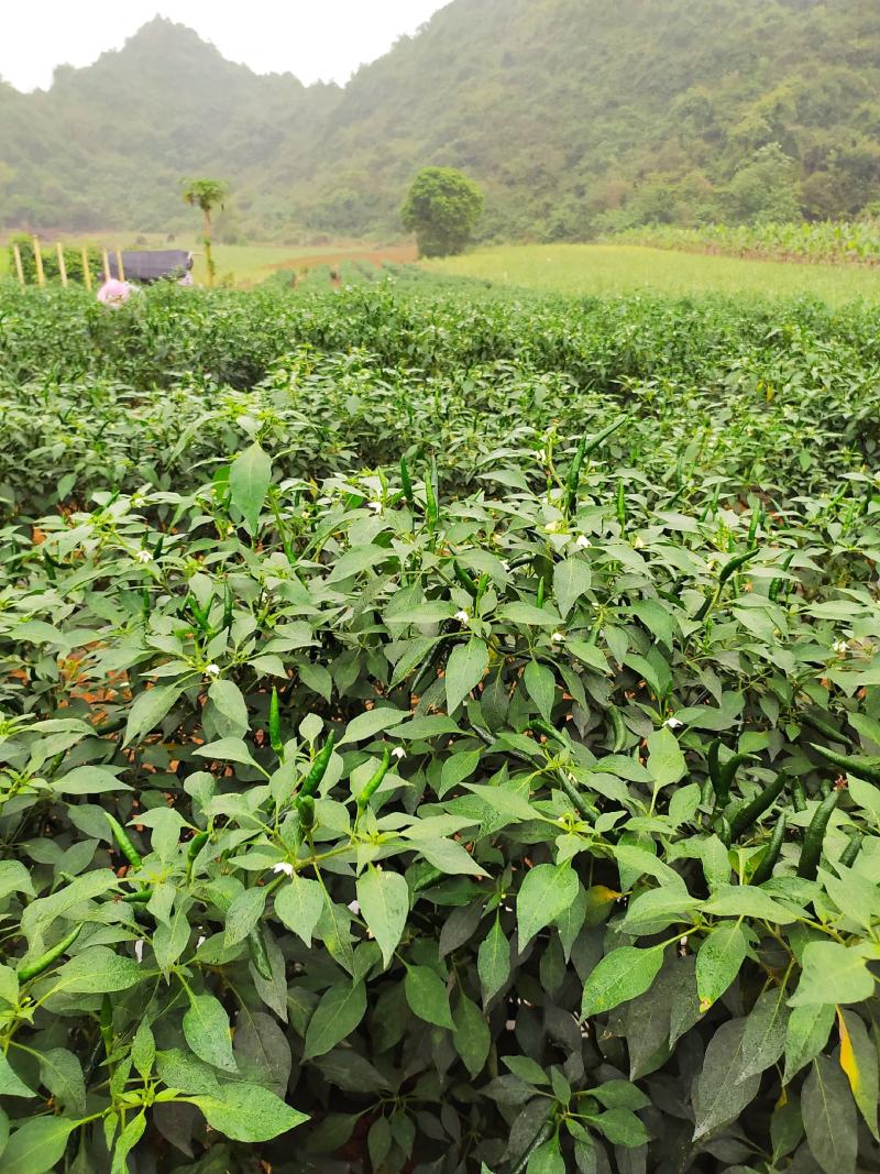 指天椒5~10厘米青红两用