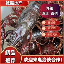 精品鲜活小龙虾养殖基地直供大青中青湖北小龙虾品质保障