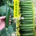 山东省聊城市莘县小黄瓜:水果黄瓜基地直供
