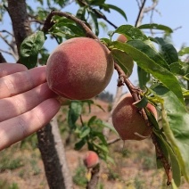 云南石屏高山露天红宝石早熟桃