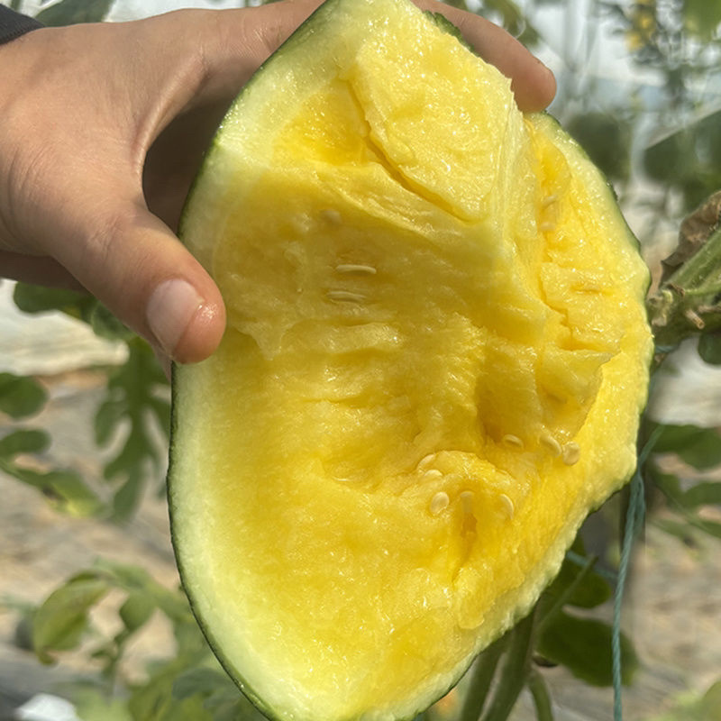 【精品】浙江台州特小凤西瓜黄心薄皮瓜视频看货欢迎来电