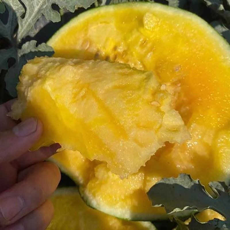 【精品】浙江台州特小凤西瓜黄心薄皮瓜视频看货欢迎来电