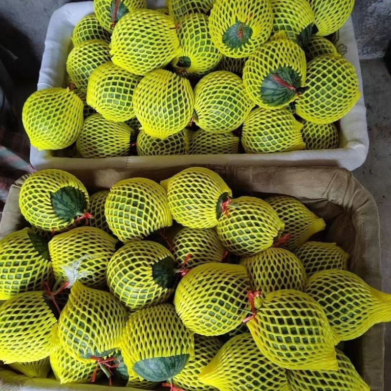 【精品】浙江台州特小凤西瓜黄心薄皮瓜视频看货欢迎来电