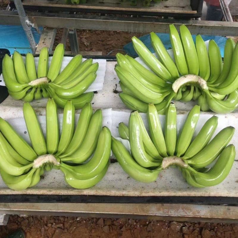 香蕉