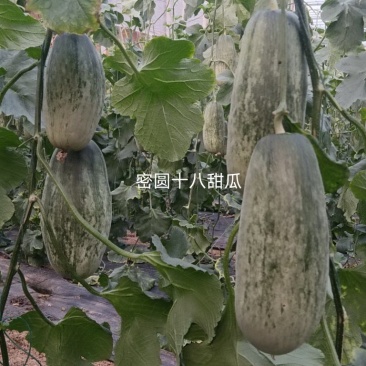 出租博洋甜瓜