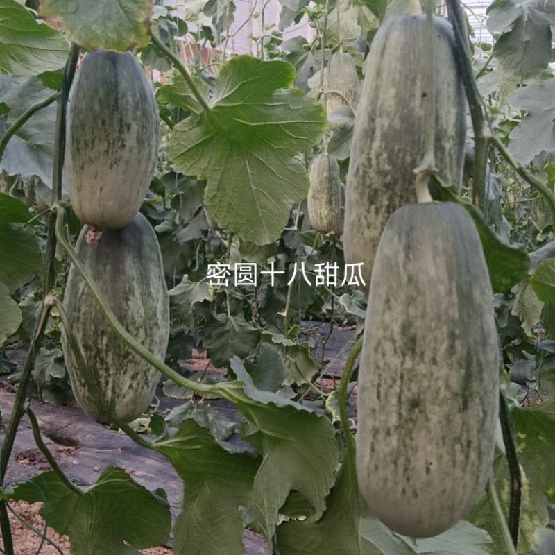 出租博洋甜瓜
