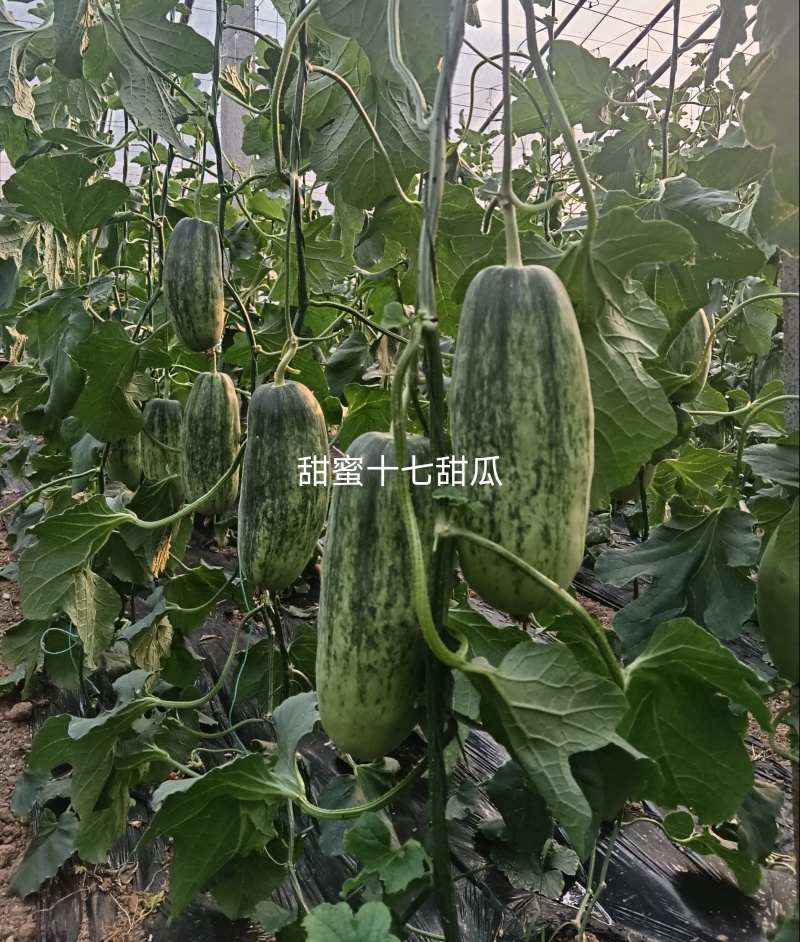 出租博洋甜瓜