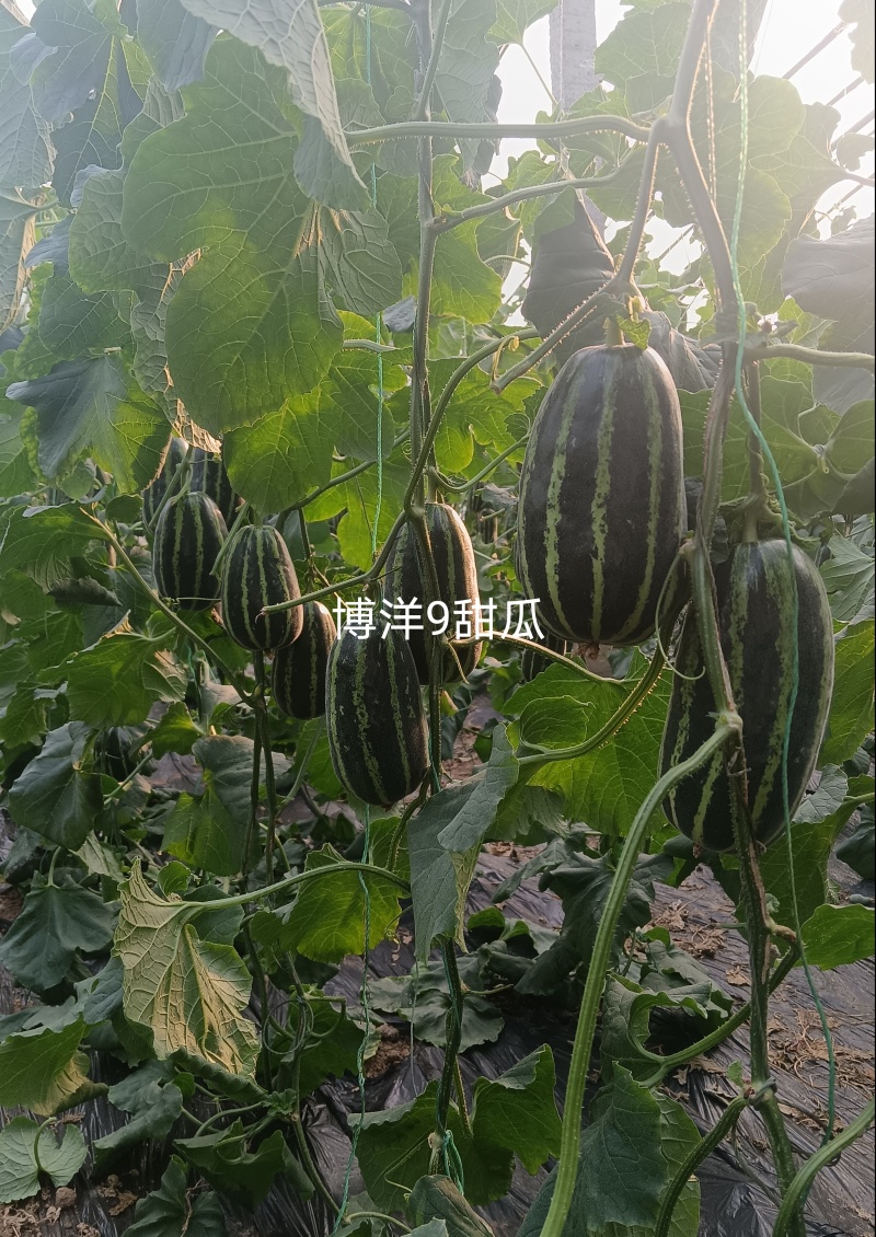 出租博洋甜瓜