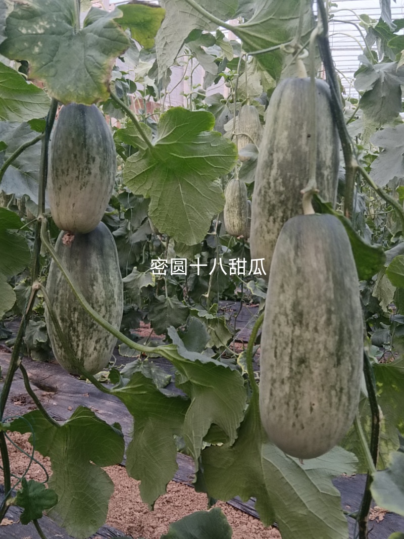 出租博洋甜瓜