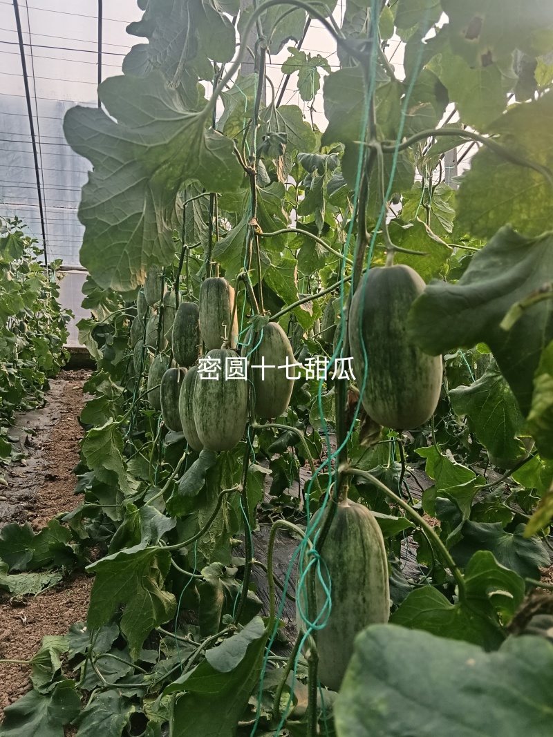 出租博洋甜瓜