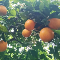 江永夏橙！一手货源量大从优！