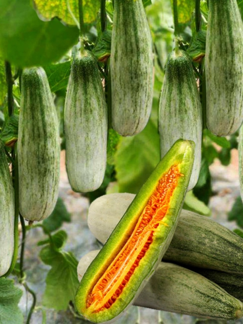 【博洋61】羊角蜜甜瓜，脆甜多汁，产地大量供应，保质保量