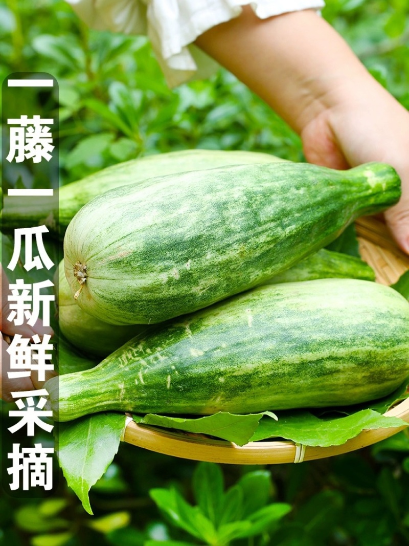 【博洋61】羊角蜜甜瓜，脆甜多汁，产地大量供应，保质保量