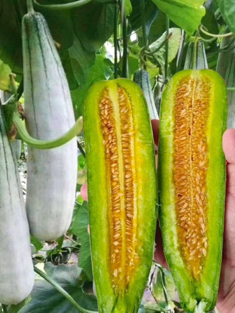 【博洋61】羊角蜜甜瓜，脆甜多汁，产地大量供应，保质保量