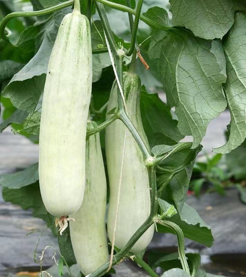 【博洋61】羊角蜜甜瓜，脆甜多汁，产地大量供应，保质保量