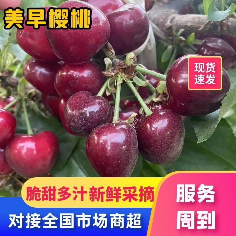陕西大荔美早樱桃上市价格，俄八樱桃批发