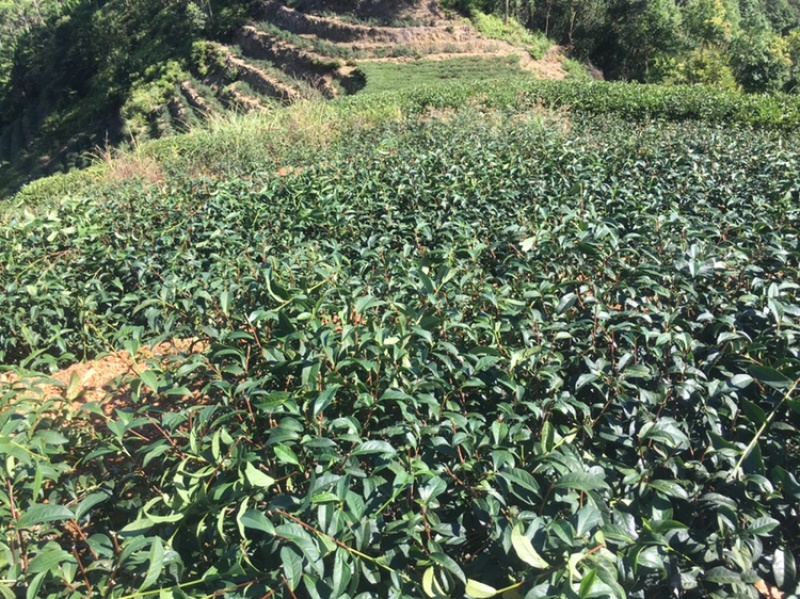 白芽奇兰（乌龙茶）福建省漳州市平和县特产