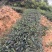 白芽奇兰（乌龙茶）福建省漳州市平和县特产