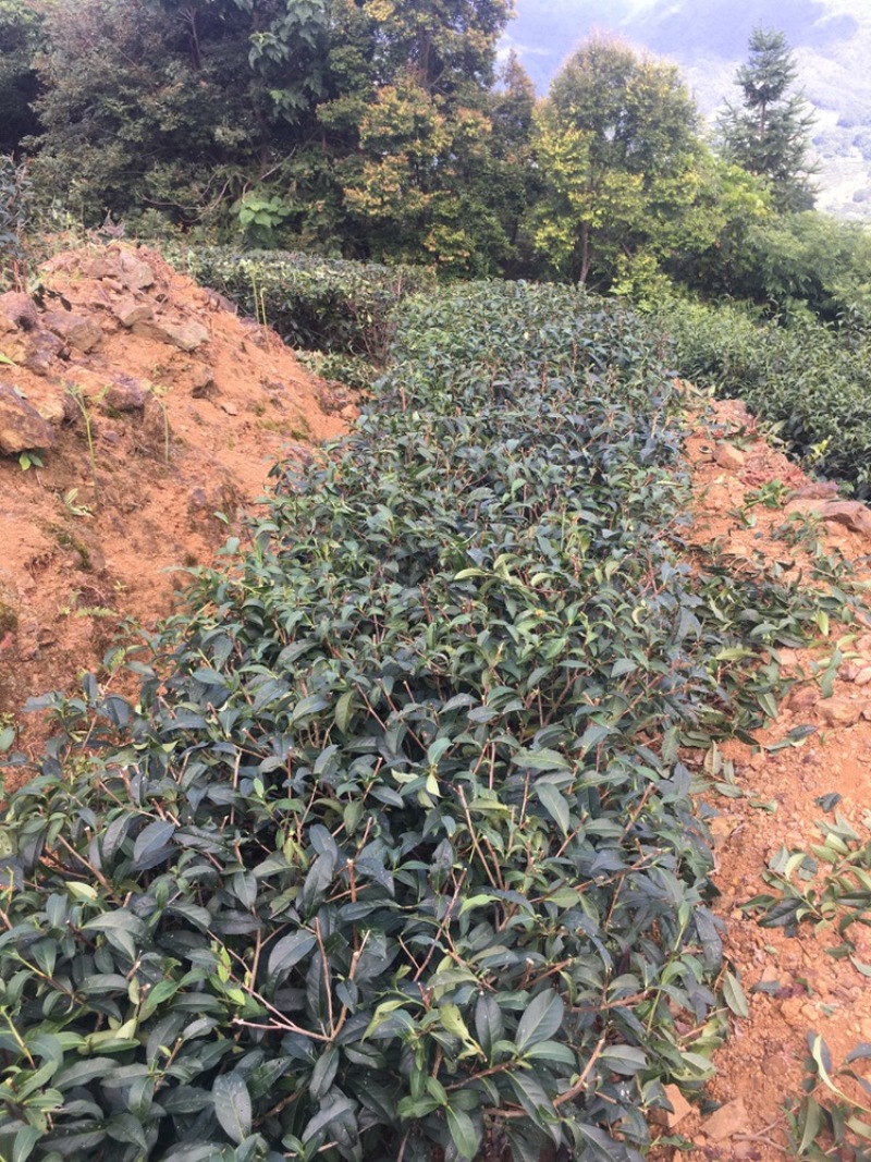 白芽奇兰（乌龙茶）福建省漳州市平和县特产