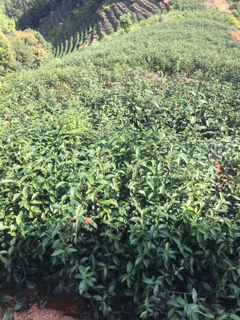 白芽奇兰（乌龙茶）福建省漳州市平和县特产