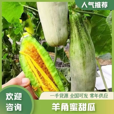 【博洋61】羊角蜜甜瓜，脆甜多汁，产地大量供应，保质保量
