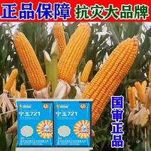 包谷种宁玉721高产玉米种籽国审品种产量高抗病虫四川云南
